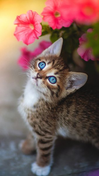 Красивые кошечки