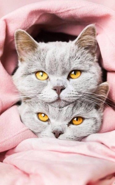 Красивые кошечки