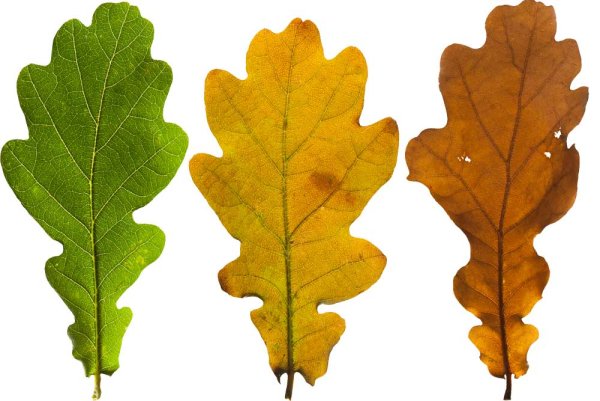 Дубовые листочки