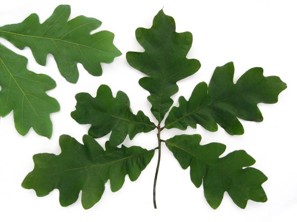Аan Oak Leaf