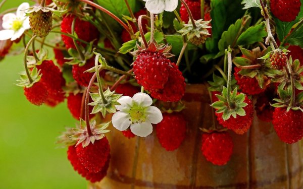 Земляника Fragaria