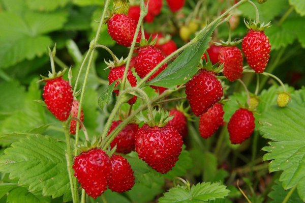 Земляника Лесная (Fragaria vesca l.)