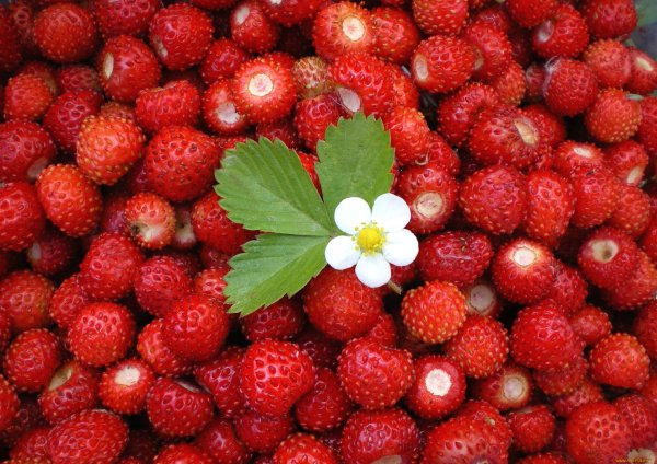 Земляника Лесная замороженная