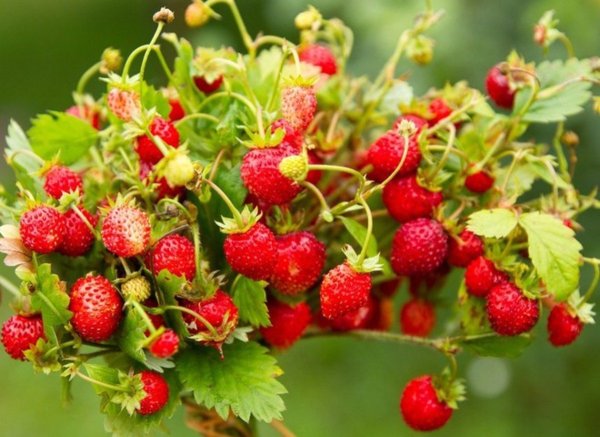 Fragaria - земляника - rot