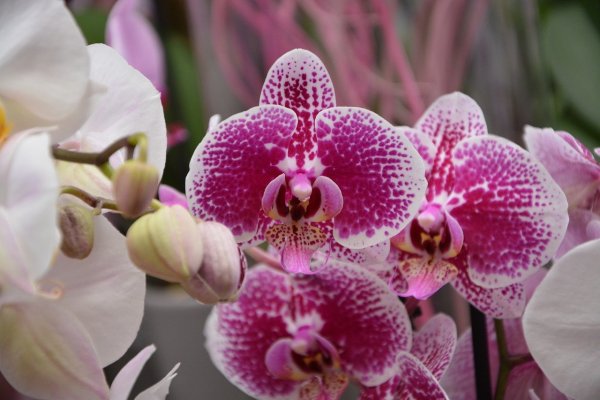 Орхидея Phalaenopsis Kellion