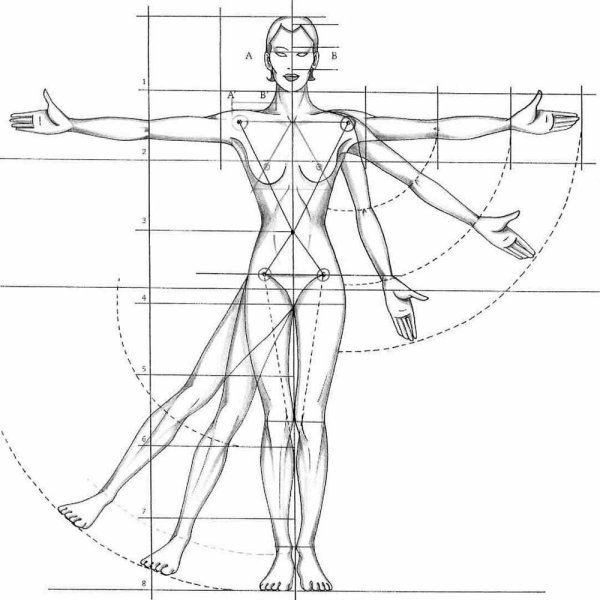 Пропорции человека в полный рост