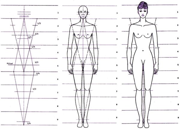Пропорции человека женщины