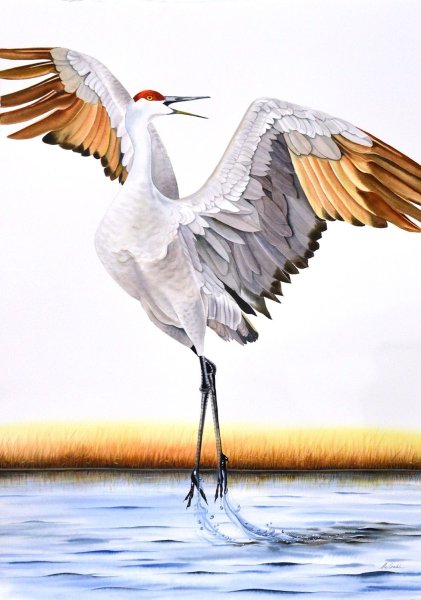 Журавли для рисования