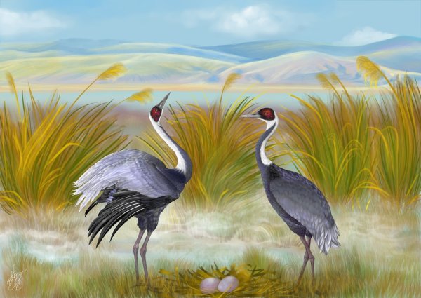 Литография журавль Даурский