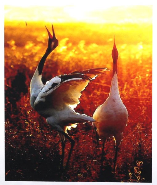 Журавли на закате