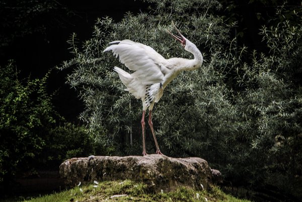 Журавль NICEFOTO