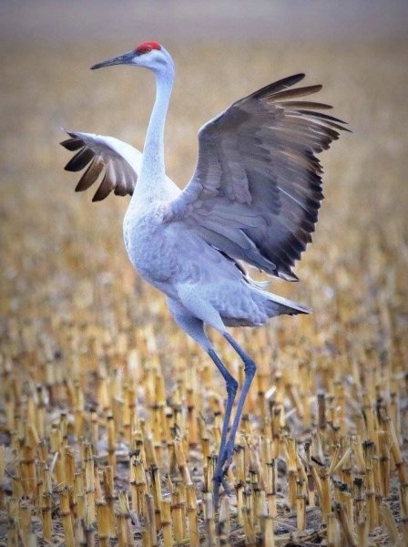 Серый журавль Стерх