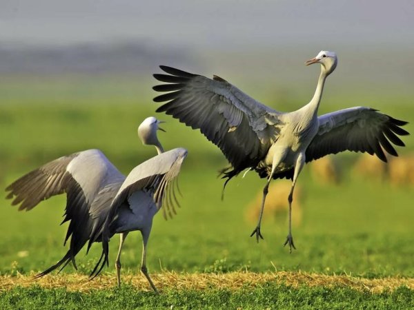 Журавль-красавка брачные танцы