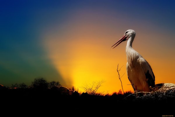 Журавли на закате