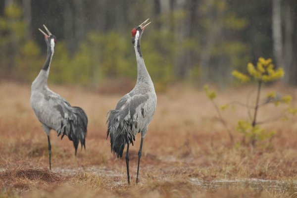 Журавль Стерх серый журавль