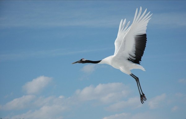 Журавль Молдавия