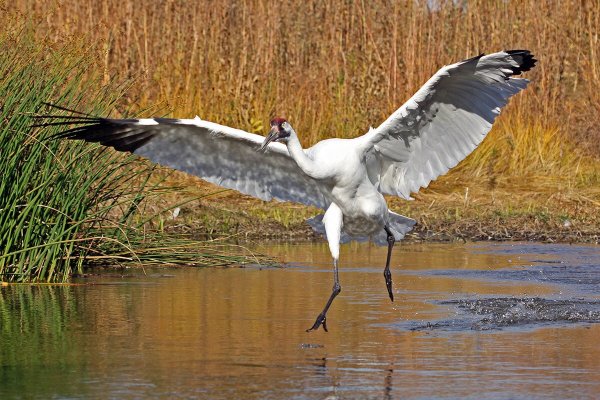 Журавль Стерх