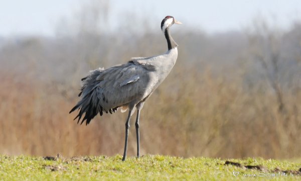 Серый журавль (Grus Grus (l.)