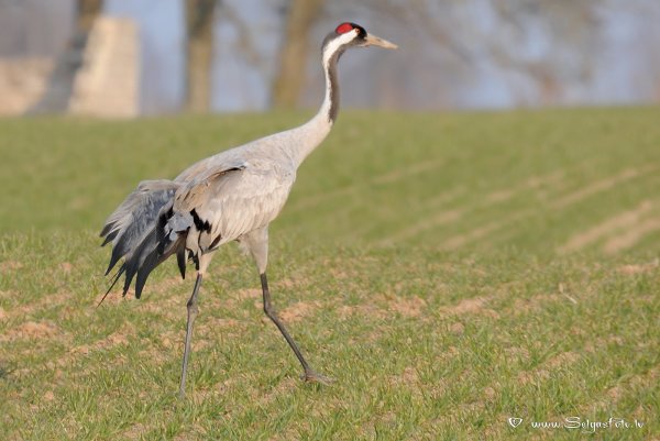 Журавли в тундре
