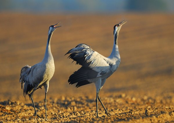 Журавлиная Родина серый журавль