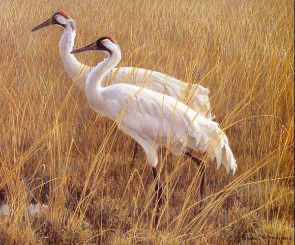 Западносибирский Стерх