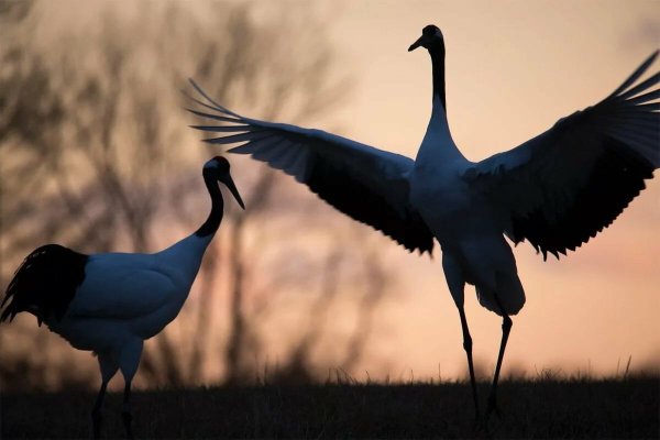 Журавль Приморский край