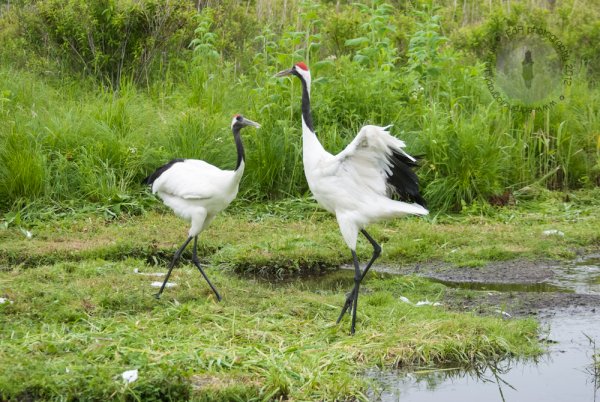 Африканский венценосный журавль