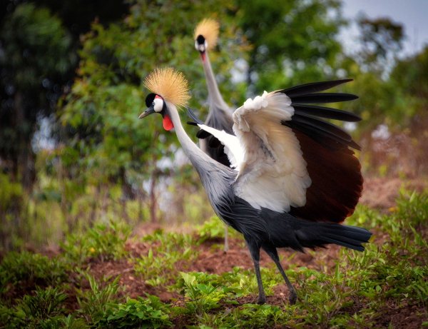 Серый журавль Стерх