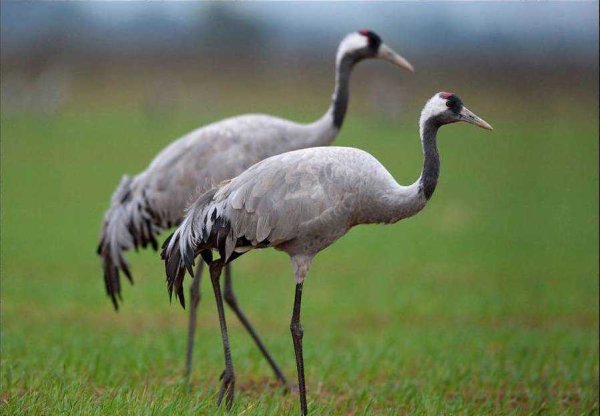 Журавль-красавка брачные танцы