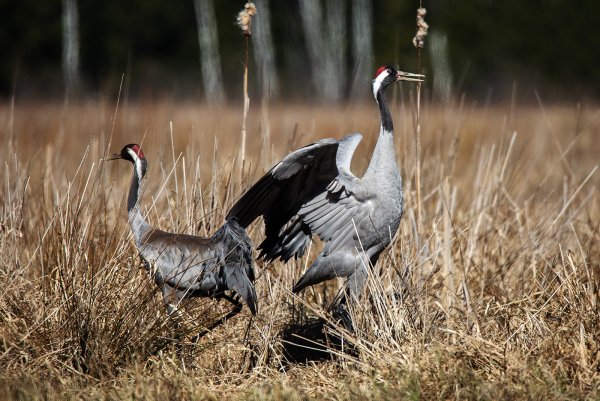 Японский (Уссурийский) журавль Grus japonensis
