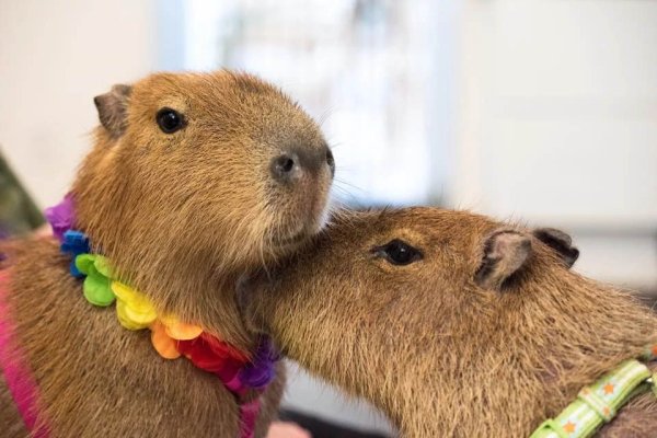 Карликовая капибара