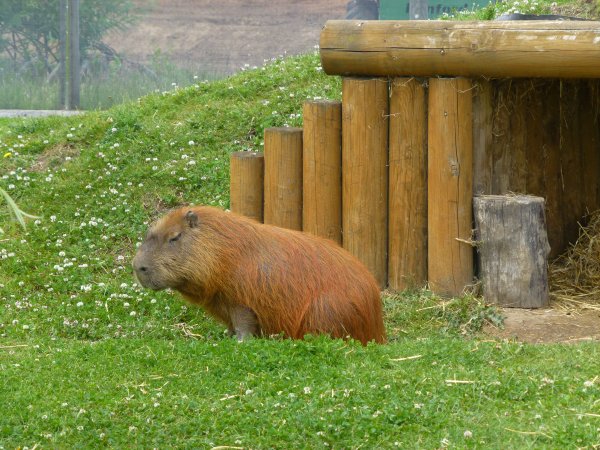 Старая капибара