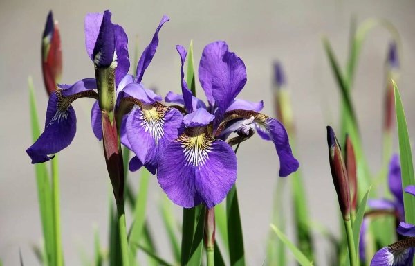 Ирис мечелистный (Iris ensata)