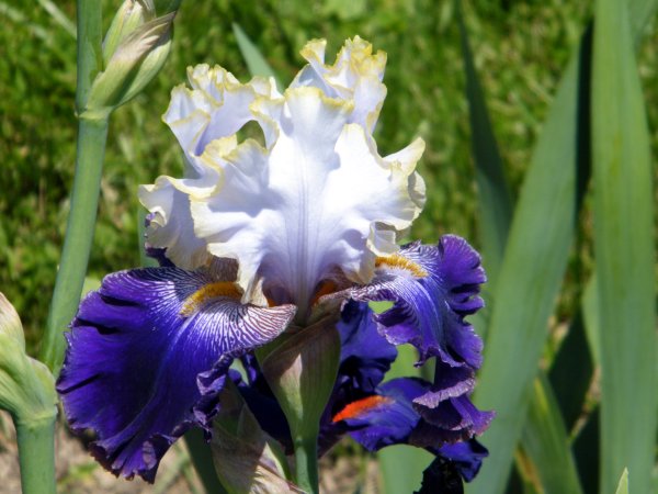 Ирис соцветие