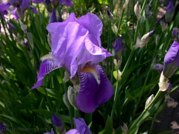 Долина ирисов