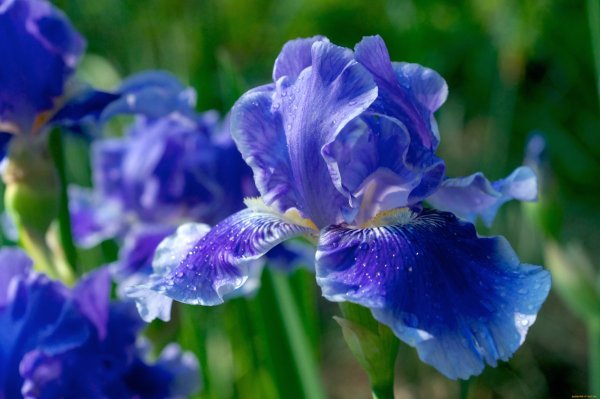 Ирис голубой Касатик