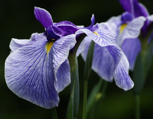 Красивый цветок Ирис
