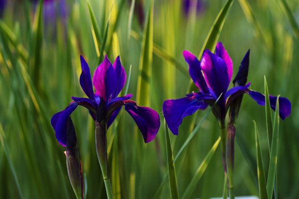 Цветок Ирис Касатик