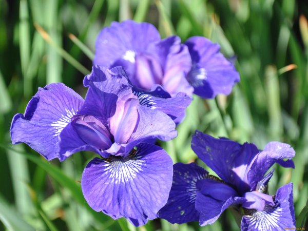 Ирис Сибирский Каррьер