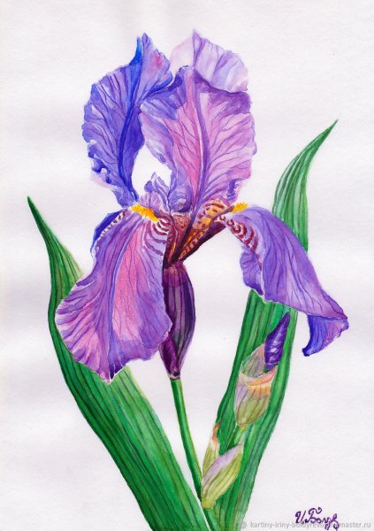Ирисы акварелью