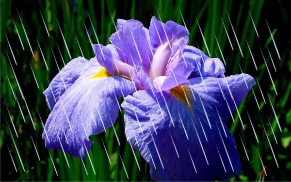 Касатик цветок