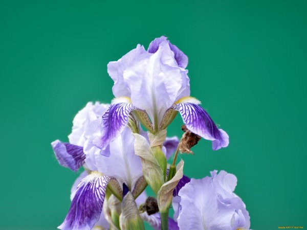Ирис цветок