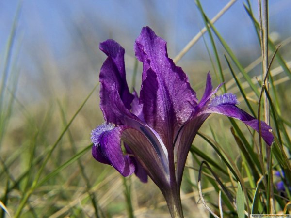 Замерзшие цветы ирисы