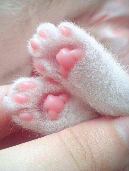 Кошачьи подушечки