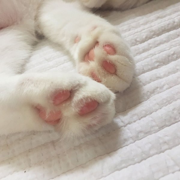 Розовая лапка котика