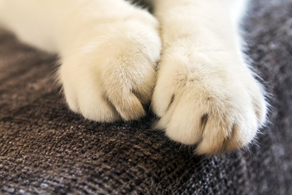 Подушечки лап у кошек