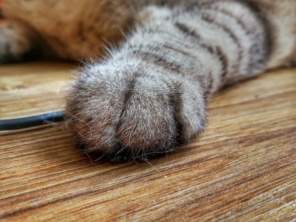 Кошачьи лапки подушечки