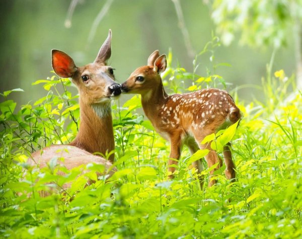 Грег Джордано художник картины