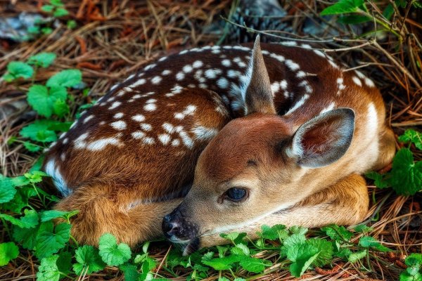 Стерео картинка Олененок