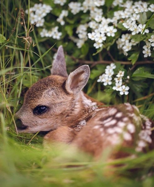 Милые Оленята
